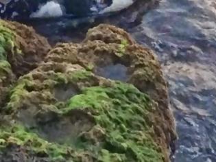 Φωτογραφία για Νεκρό δελφίνι στα βράχια της Πειραϊκής! [photos]