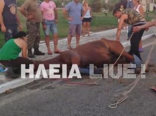 Φωτογραφία για Πύργος: Άλογο τραυματίστηκε στην Εθνική Οδό - Eπεσε στο δρόμο από το όχημα μεταφοράς του