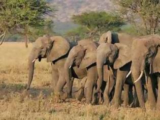 Φωτογραφία για Τα δάκρυα του σκλάβου ελέφαντα