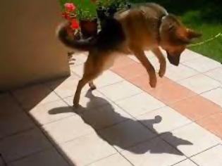 Φωτογραφία για Όταν ο σκύλος είδε τη σκιά του... [video]