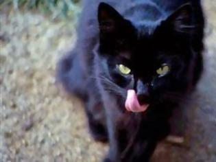 Φωτογραφία για Γιατί οι μαύρες γάτες θεωρούνται κακότυχες