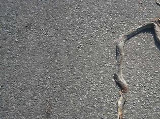 Φωτογραφία για Φίδια βολτάρουν στην Ελευθερίου Βενιζέλου στην Πάτρα!
