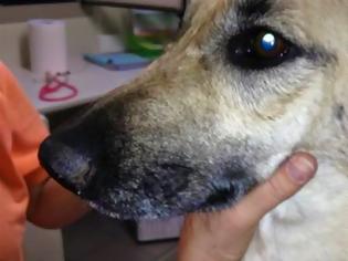 Φωτογραφία για Πάτρα: Συνέλαβαν γνωστό επιχειρηματία γιατί αμελούσε το σκύλο του