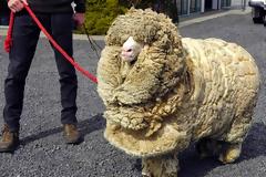 Το πρόβατο που γλίτωσε έξι χρόνια το… κούρεμα!