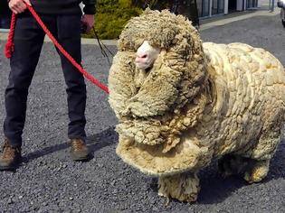 Φωτογραφία για Το πρόβατο που γλίτωσε έξι χρόνια το… κούρεμα!