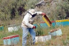 Ηλεία: Στροφή των νέων ανθρώπων στην μελισσοκομία