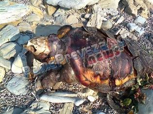 Φωτογραφία για Δείτε τι είχε στο στόμα της η νεκρή θαλάσσια χελώνα στον Μύτικα