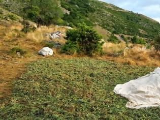 Φωτογραφία για Ακόμη και τις ασφάκες (σφακίδια) κλέβουν Αλβανοί από τη Θεσπρωτία!