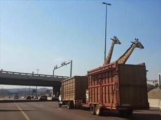 Φωτογραφία για Ν. Αφρική: Καμηλοπάρδαλη σκοτώθηκε σε σύγκρουση με γέφυρα. Ο οδηγός του φορτηγού που την μετέφερε δεν υπολόγισε σωστά το ύψος....