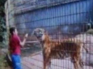 Φωτογραφία για Βραζιλία: Τίγρης κατασπάραξε το χέρι 11χρονου σε ζωολογικό κήπο! [video]