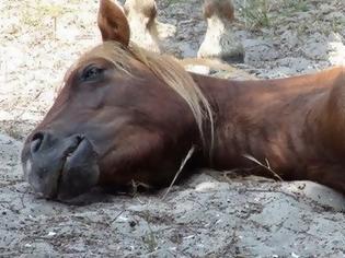 Φωτογραφία για Κτηνωδία στον Αχέροντα, δηλητηρίασαν 11 άλογα περιήγησης