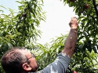 Φωτογραφία για Εξετάζει εμπάργκο και στα ελληνικά φρούτα