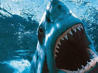 Φωτογραφία για ΑΠΙΣΤΕΥΤΟ: Λουόμενοι γλίτωσαν την τελευταία στιγμή από σφυροκέφαλο καρχαρία...