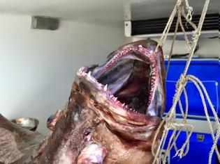 Φωτογραφία για Πελώριοι βλάχοι 25 και 17 κιλών σε παραγάδι στην Αλόννησο! [photos]