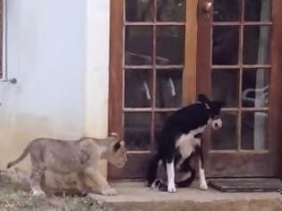 Φωτογραφία για Δείτε την αντίδραση του σκύλου, όταν αντιλήφθηκε ένα «λιοντάρι» [video]