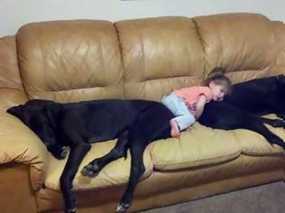 Φωτογραφία για Μικροσκοπικά μωρά & τεράστια σκυλιά:Μια σχέση ζωής! [photo]