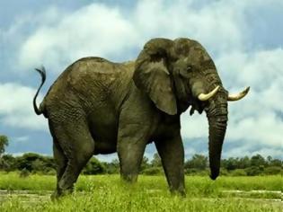 Φωτογραφία για Ελέφαντας εναντίον αυτοκινήτου! [photo]