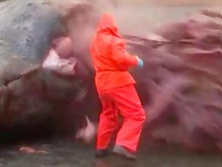 Φωτογραφία για Βίντεο ΣΟΚ: Γιατί οι φάλαινες εκρήγνυνται όταν πεθαίνουν; Επιστημονική εξήγηση σε ένα απίστευτο φαινόμενο! [video]