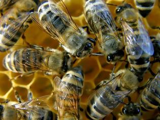 Φωτογραφία για Δημιουργήθηκαν οι πρώτες μηχανικές μέλισσες... [photo]