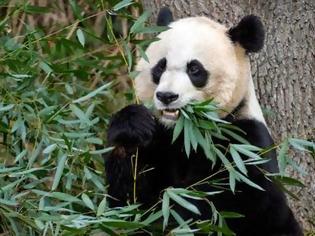 Φωτογραφία για Tα πρώτα τρίδυμα panda γεννήθηκαν σε ζωολογικό κήπο... Και είναι απίστευτα! [photo]