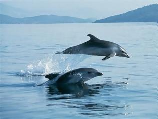 Φωτογραφία για Τα δελφίνια του Ιονίου εκπέμπουν S.O.S. - Δραματική η μείωσή τους από το 1995