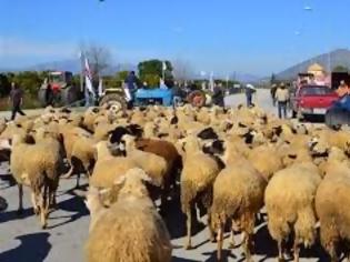 Φωτογραφία για Nέες μαζικότερες κινητοποιήσεις αποφασίζουν οι κτηνοτρόφοι