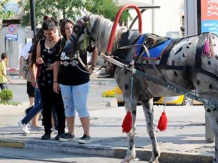 Φωτογραφία για ΑΠΑΡΑΔΕΚΤΟ: Έβαφαν τα άλογα για να μην φαίνεται η κακοποίηση...