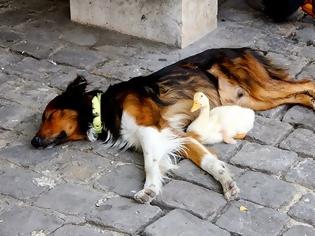 Φωτογραφία για Πάπια & σκύλος κοιμούνται παρέα στο δρόμο! [photos]