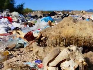 Φωτογραφία για Sε σκουπιδότοπο έχει μετατραπεί ο υδροβιότοπος Ναυπλίου - N. Kίου