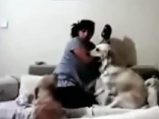 Φωτογραφία για Μάθημα ανθρωπιάς από σκύλους: Εμποδίζουν μια γυναίκα να χτυπήσει το παιδί της... [video]