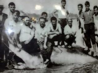 Φωτογραφία για Αχαΐα: Κι όμως στο βυθό υπάρχουν λευκοί καρχαρίες - Οι επιθέσεις του παρελθόντος στην Κάτω Αχαΐα και το Ιόνιο