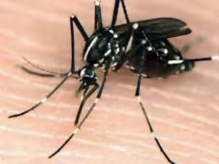 Φωτογραφία για Δίνουν μάχη με κουνούπια – τίγρεις οι κάτοικοι της Ξάνθης! Διαρκείς επιδρομές μέσα στην πόλη