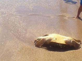 Φωτογραφία για Μια ακόμη νεκρή χελώνα Καρέτα-Καρέτα,εντόπισαν οι λουόμενοι στην παραλία Μονολιθίου!