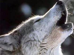 Φωτογραφία για Δείτε τη 10χρονη που λατρεύουν οι… λύκοι! [photos]