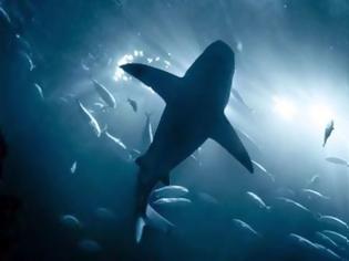 Φωτογραφία για Καρχαρίες επιτίθενται στις υποβρύχιες οπτικές ίνες της Google