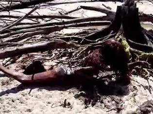 Φωτογραφία για Νεκρή γοργόνα καταγράφεται από θαλάσσιο βιολόγο…Πανικός στο youtube με το βίντεο!