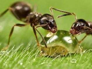 Φωτογραφία για Μπορούν τα μυρμήγκια να μας σώσουν από την κλιματική αλλαγή;