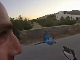 Φωτογραφία για Απίθανος παπαγάλος πετάει δίπλα από μοτοσυκλέτα... [video]