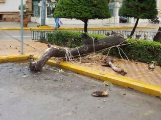 Φωτογραφία για Παραλίγο νέα τραγωδία - Πλάτανος καταπλάκωσε τρία άτομα στη Λιβαδειά