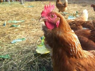 Φωτογραφία για Ανδραβίδα: Έριξαν φυτοφάρμακο σε κότες