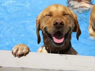 Φωτογραφία για Σκυλιά απολαμβάνουν βουτιές σε πισίνα... Δείτε τις φοβερές φωτογραφίες! [photos]