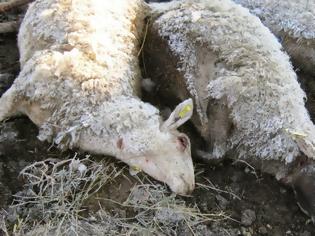 Φωτογραφία για Μαραθιά Αμαλιάδας: Φαρμάκωσαν πρόβατα, σκύλους και κότες σε στάβλο