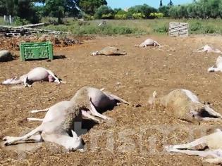 Φωτογραφία για Ηλεία: Δηλητηρίασαν ολόκληρο κοπάδι πρόβατα