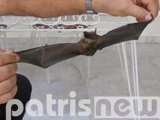 Φωτογραφία για Αμαλιάδα: Εξιτήριο για τον 60χρονο τον οποίο δάγκωσε νυχτερίδα
