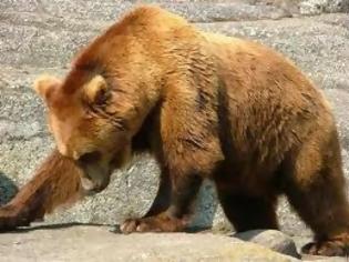 Φωτογραφία για Μέτρα δύο ταχυτήτων…. για τη διαχείριση των περιστατικών προσέγγισης αρκούδων σε κατοικημένες περιοχές!