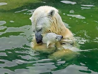 Φωτογραφία για Μαμάδες αρκούδες ποζάρουν με τα μωρά τους... Δείτε τις απίστευτες φωτογραφίες! [photos]
