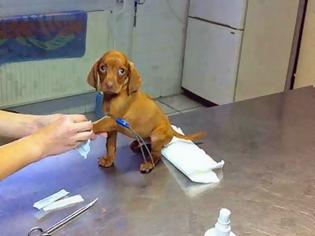 Φωτογραφία για Δείτε τις αντιδράσεις ζώων που δεν χαίρονται καθόλου με την επίσκεψη στον κτηνίατρο...[photos]