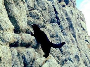 Φωτογραφία για Γάτα… άριστος ορειβάτης! [photos]