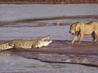 Φωτογραφία για Τρία λιοντάρια vs ένας Σήφης σε μάχη σώμα με σώμα στην Κένυα - Μοναδικό βίντεο...