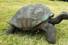 Η γηραιότερη χελώνα έκλεισε τα 182!